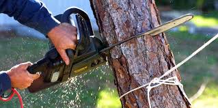 Best Leaf Removal  in St Helena, CA