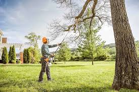 Best Tree Maintenance Programs  in St Helena, CA