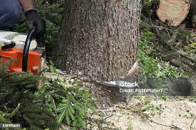  St Helena, CA Tree Care Pros