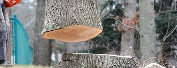 Best Hazardous Tree Removal  in St Helena, CA