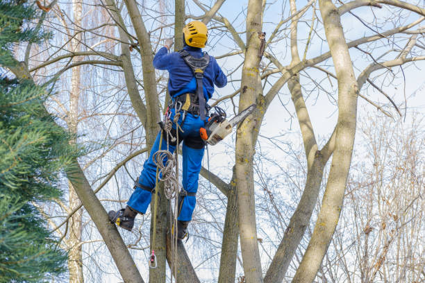 Best Tree Cabling and Bracing  in St Helena, CA