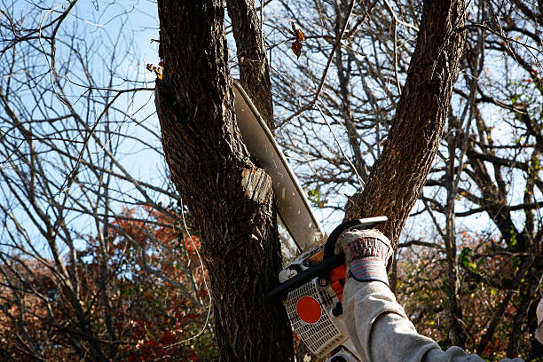 Reliable St Helena, CA Tree Care Solutions