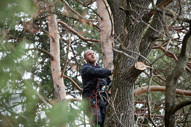 How Our Tree Care Process Works  in  St Helena, CA