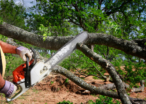 Best Tree and Shrub Care  in St Helena, CA