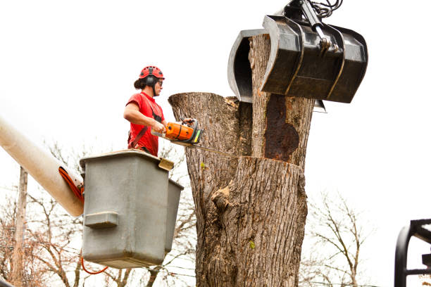 Best Tree Removal  in St Helena, CA